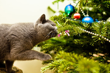 Cat and Christmass tree