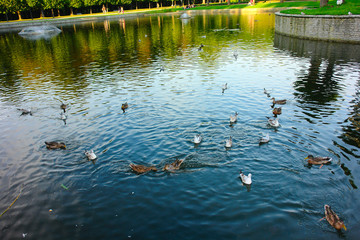 Ducks and gulls in the Park