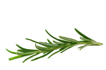Fototapeta premium Rosmarin freigestellt - Rosemary isolated 10