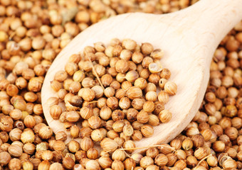 Aromatic coriander seeds and wood  spoon as food background
