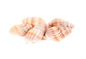 shellfish studio shot  isolation on white background