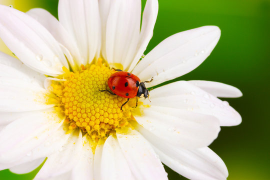Ladybud sitting on chamomile flower on green background