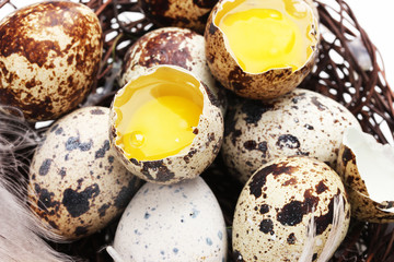 quail eggs in nest closeup