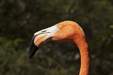 Head of a Pink Flamingo