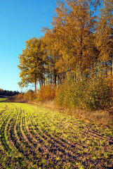Naklejka premium Plowed field in autumn