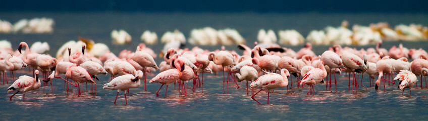 Flamingos at Lake Nakuru, Kenya - 38626018