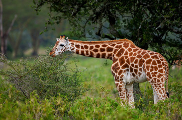 Rotschild's giraffe in Lake Nakuru National Park, Kenya