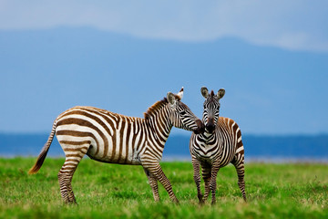 Fototapeta na wymiar Zebry w Lake Nakuru National Park w Kenii, Afryka