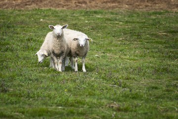 Fototapeta premium Moutons