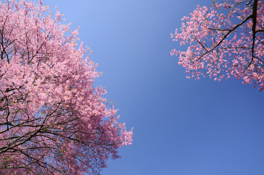 Pink Sakura