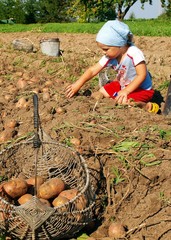 Potatoes harvesting