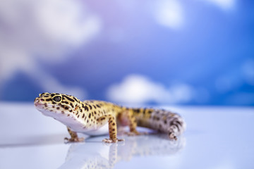 Young Leopard gecko a blue sky background