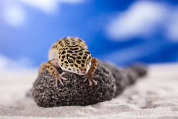 Gecko reptile, Lizard