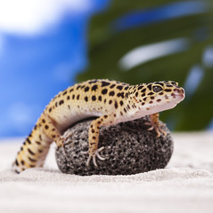 Gecko