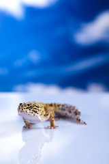 Gecko in a blue sky background