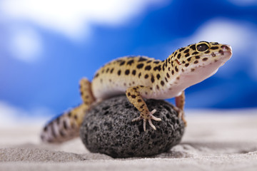 Gecko in a blue sky background