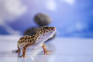 Small gecko reptile lizard