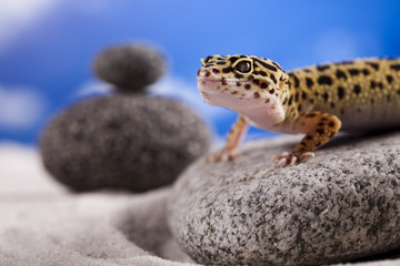 Small gecko reptile lizard