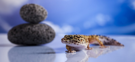 Small gecko reptile lizard