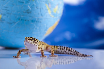 Gecko in globe