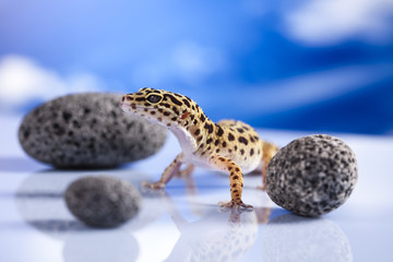 Small gecko reptile lizard