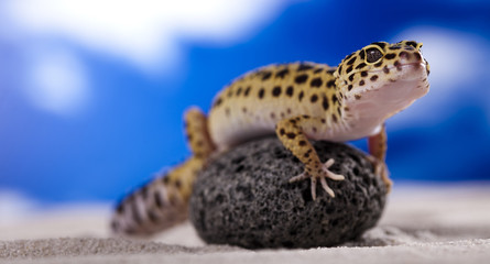 Leopard gecko