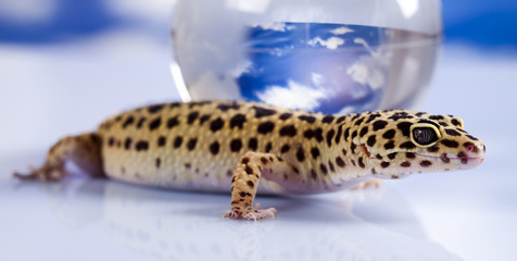 Globe in gecko