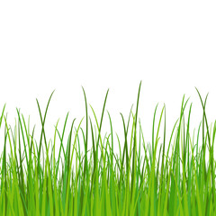 green grass - seamless vector