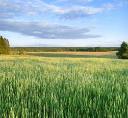 Obraz premium Summer evening