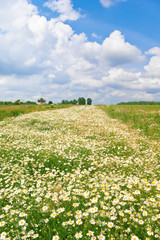 Summer afternoon in country place