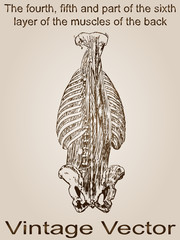 Vector vintage anatomy sketch drawing