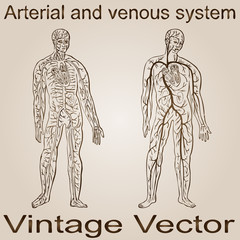 Fototapeta na wymiar Vector vintage anatomy sketch drawing