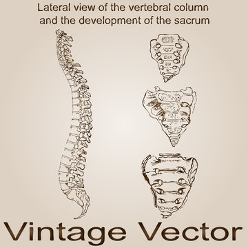 Vector vintage anatomy sketch drawing