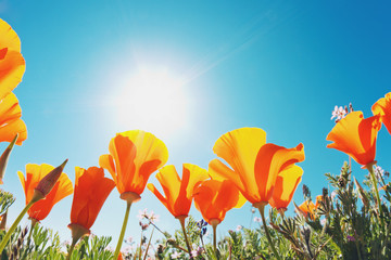 Obraz premium Beautiful Spring Flowers