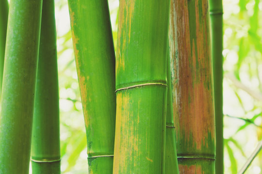 Abstract Zen Bamboo