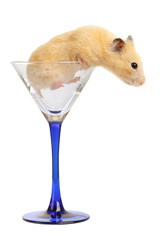 Hamster in glass