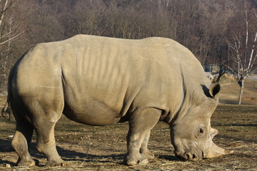 Fototapeta premium White rhino
