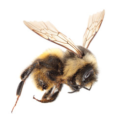 Flying Bee