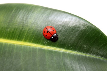 Beautiful ladybird on the leaf ficus closeup