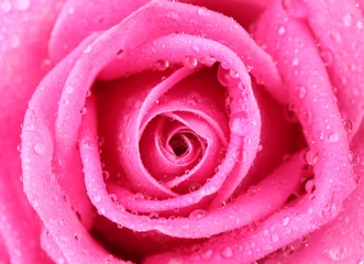 Foto auf Acrylglas Rosa Rose mit Wassertropfen Nahaufnahme © Africa Studio