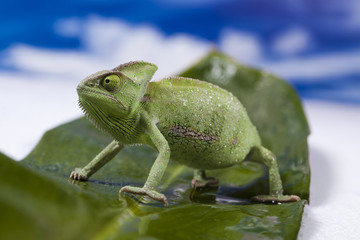 Chameleon