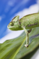 Chameleon on the leaf