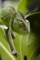 Chameleon on the leaf
