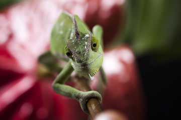 Chameleon on the leaf