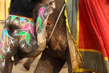 Obraz premium Elephant. India, Jaipur, state of Rajasthan.