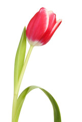 Naklejka premium Tulip flower closeup