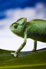 Fototapeta premium Green chameleon