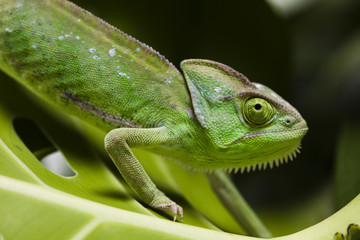 Lizard