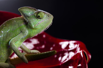Chameleon and flower