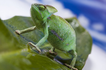 Chameleon on the blue sky